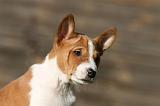 BASENJI 211